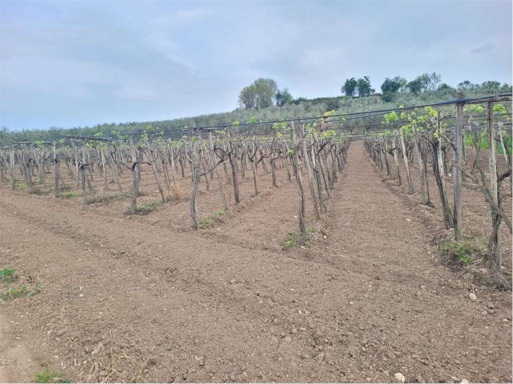 Terreno a Cerignola in TRATTURELLO REGIO PONTE DI BOVINO - Foto 2