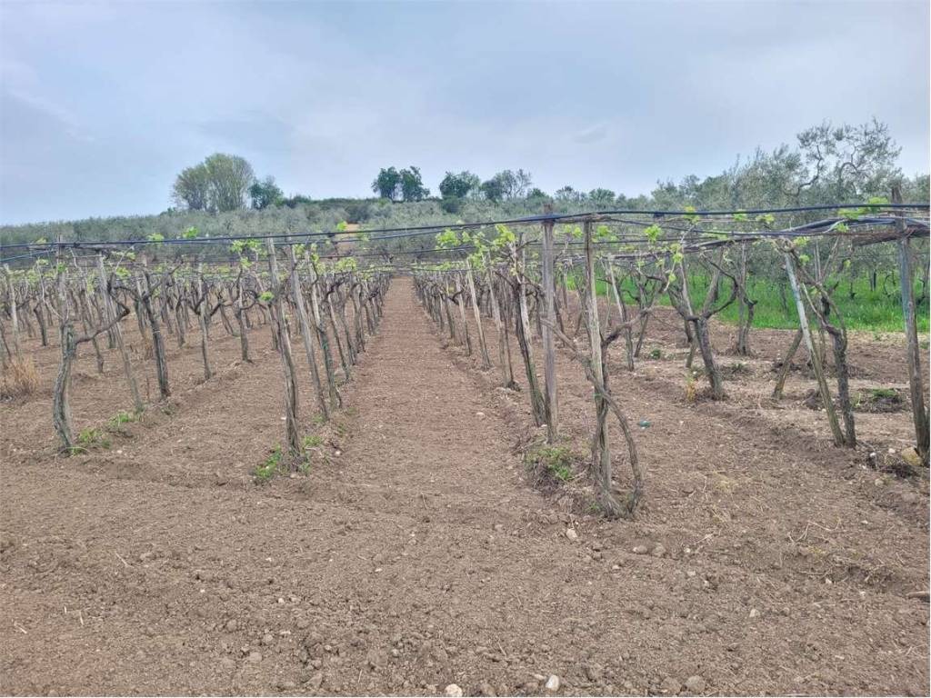 Terreno a Cerignola in TRATTURELLO REGIO PONTE DI BOVINO - Foto 3