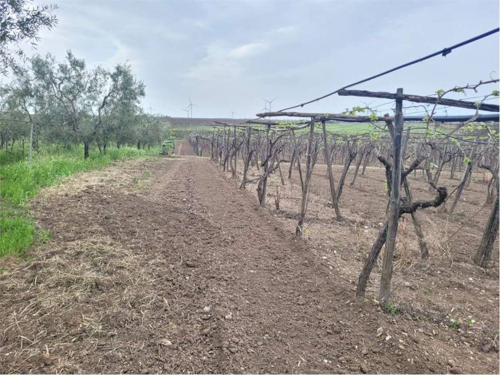 Terreno a Cerignola in TRATTURELLO REGIO PONTE DI BOVINO - Foto 4