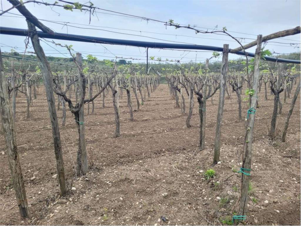 Terreno a Cerignola in TRATTURELLO REGIO PONTE DI BOVINO - Foto 5