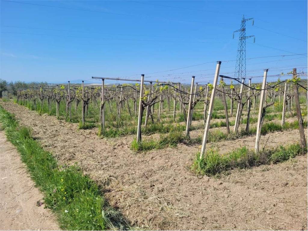 Terreno a Cerignola in S.P. 231 - Foto 2