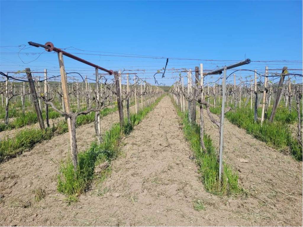 Terreno a Cerignola in S.P. 231 - Foto 3