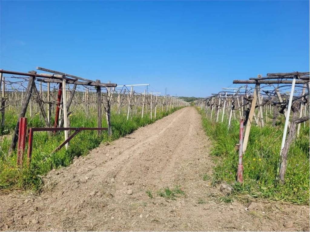 Terreno a Cerignola in S.P. 231 - Foto 4