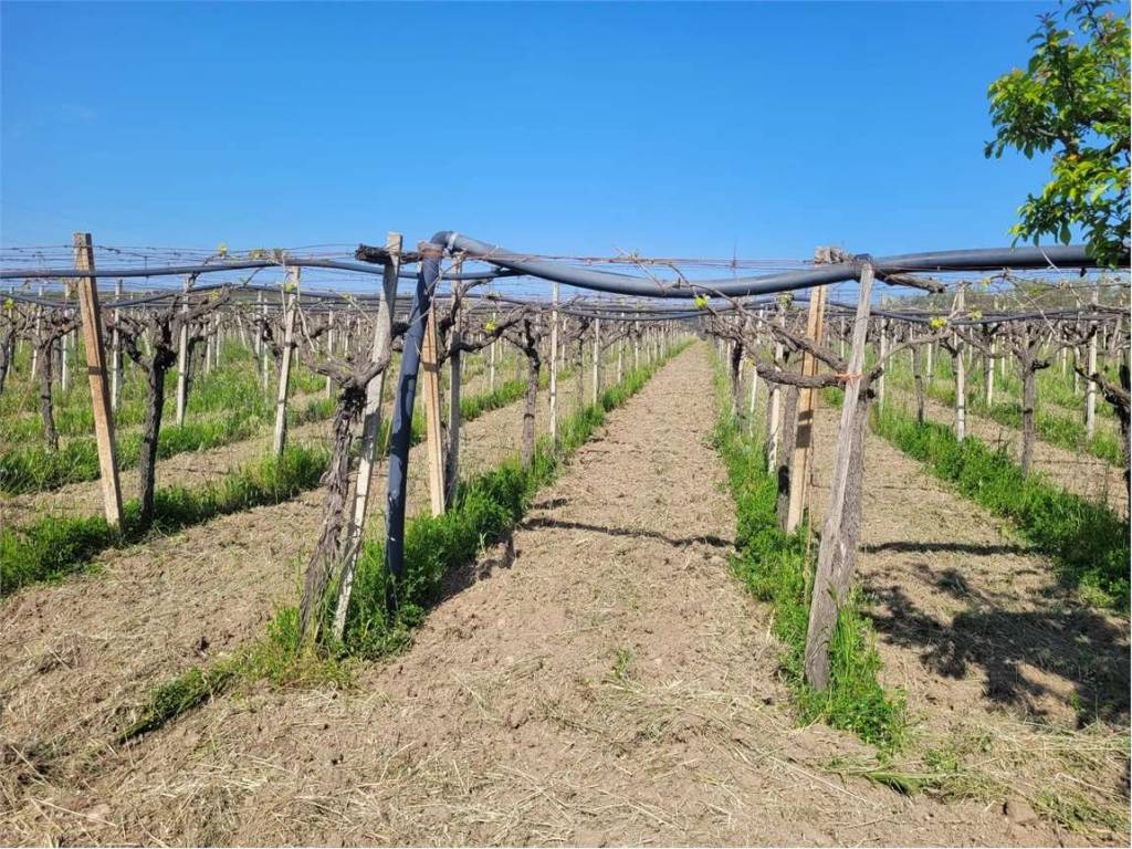 Terreno a Cerignola in S.P. 231 - Foto 5