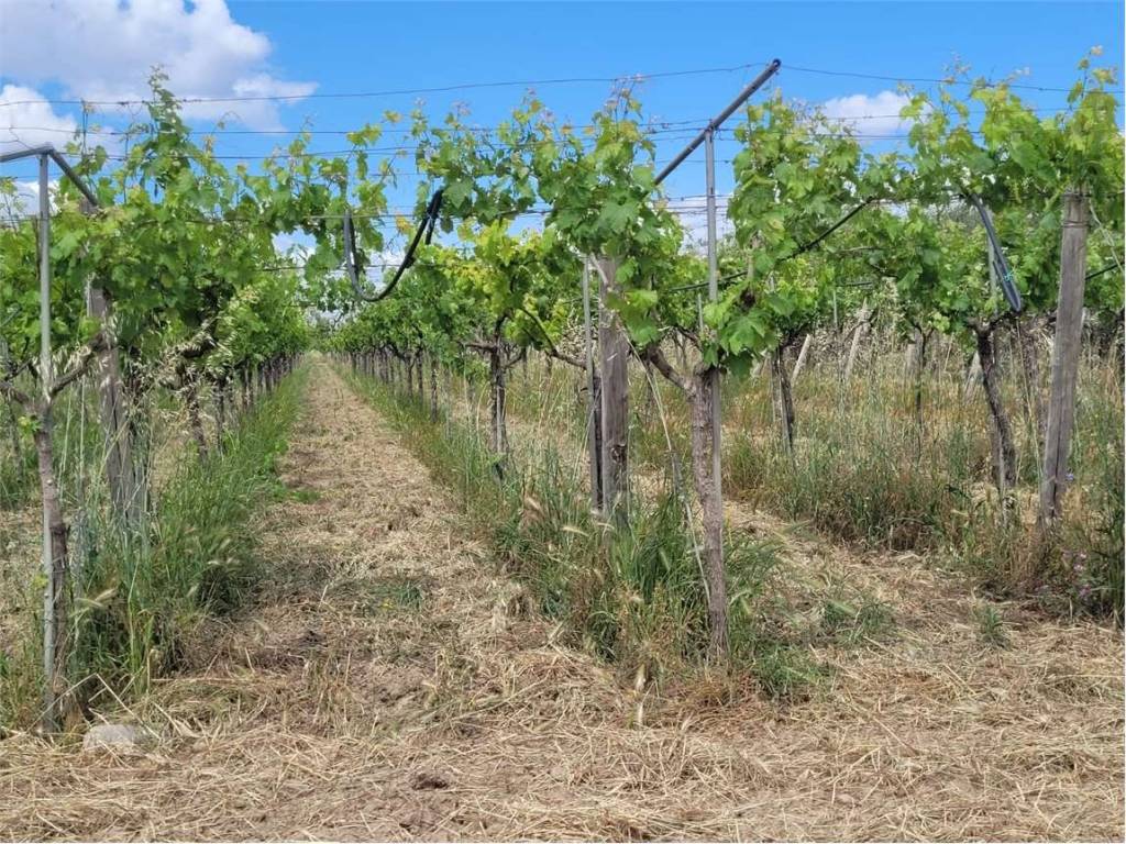 Terreno a Cerignola in S.P. 72 - Foto 2
