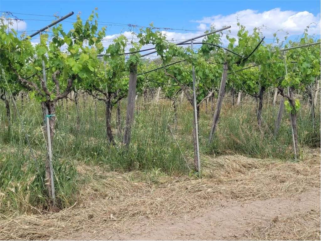 Terreno a Cerignola in S.P. 72 - Foto 3