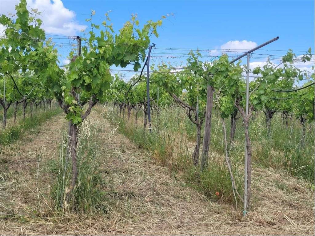 Terreno a Cerignola in S.P. 72 - Foto 4