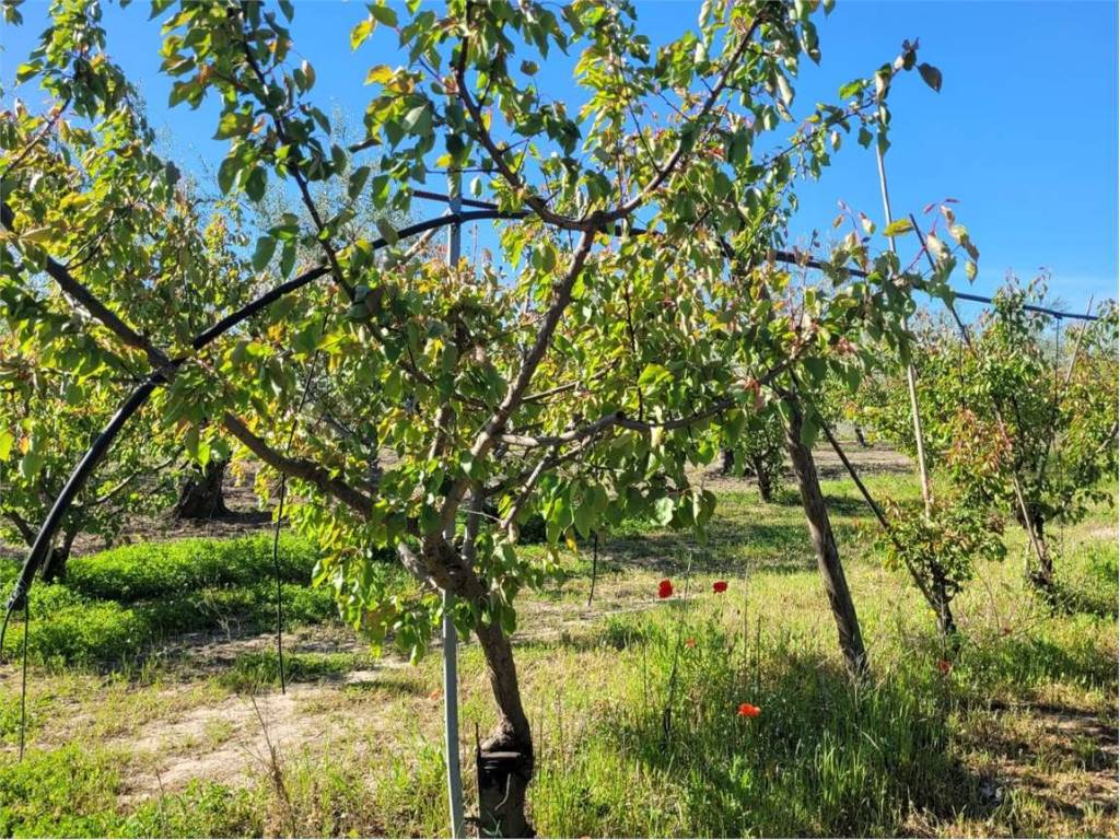 Terreno a Cerignola in S.S. 16 - Foto 2