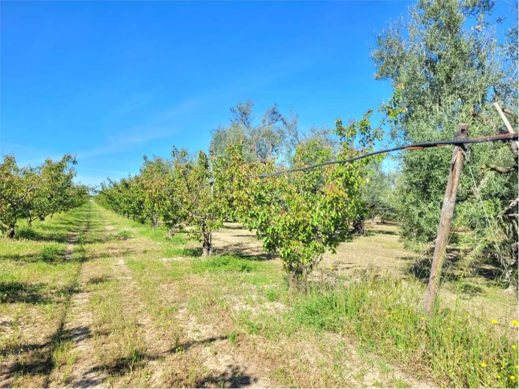 Terreno a Cerignola in S.S. 16 - Foto 3