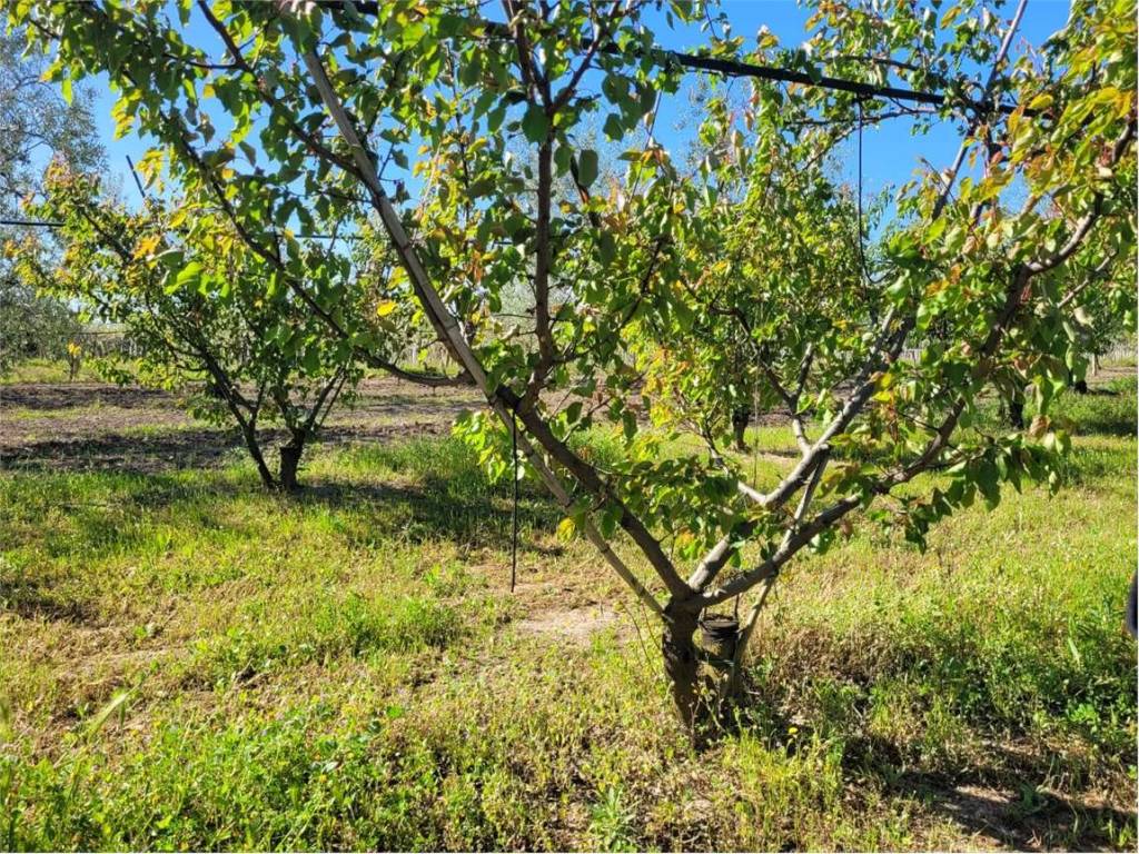 Terreno a Cerignola in S.S. 16 - Foto 4