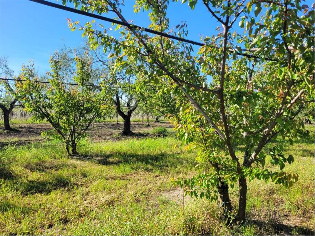 Terreno a Cerignola in S.S. 16 - Foto 5