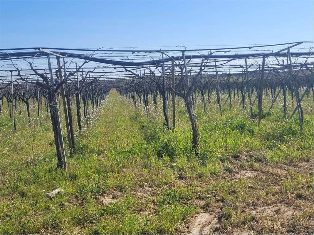 Terreno a Cerignola in VIA SAN SEVERO - Foto 3