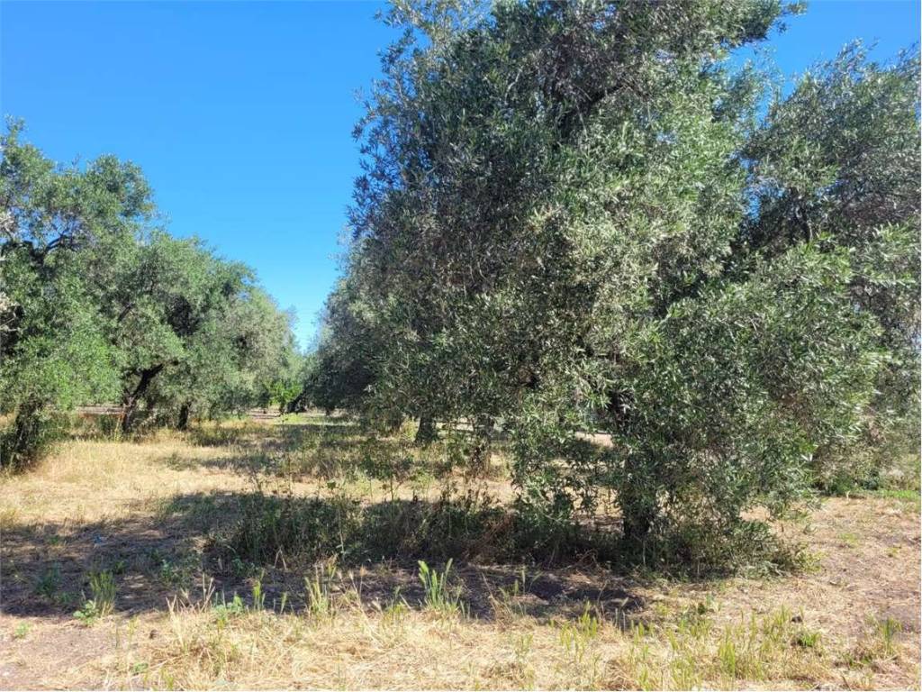 Terreno a Cerignola in VIA PANTANELLA - Foto 2
