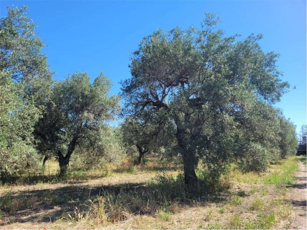 Terreno a Cerignola in VIA PANTANELLA - Foto 3