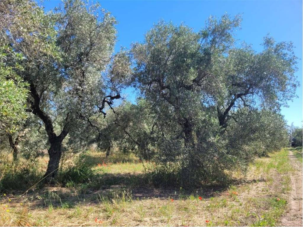 Terreno a Cerignola in VIA PANTANELLA - Foto 4