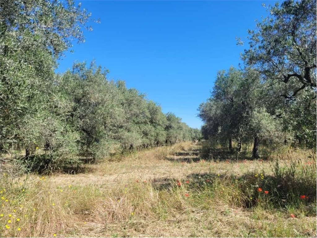 Terreno a Cerignola in VIA PANTANELLA - Foto 5