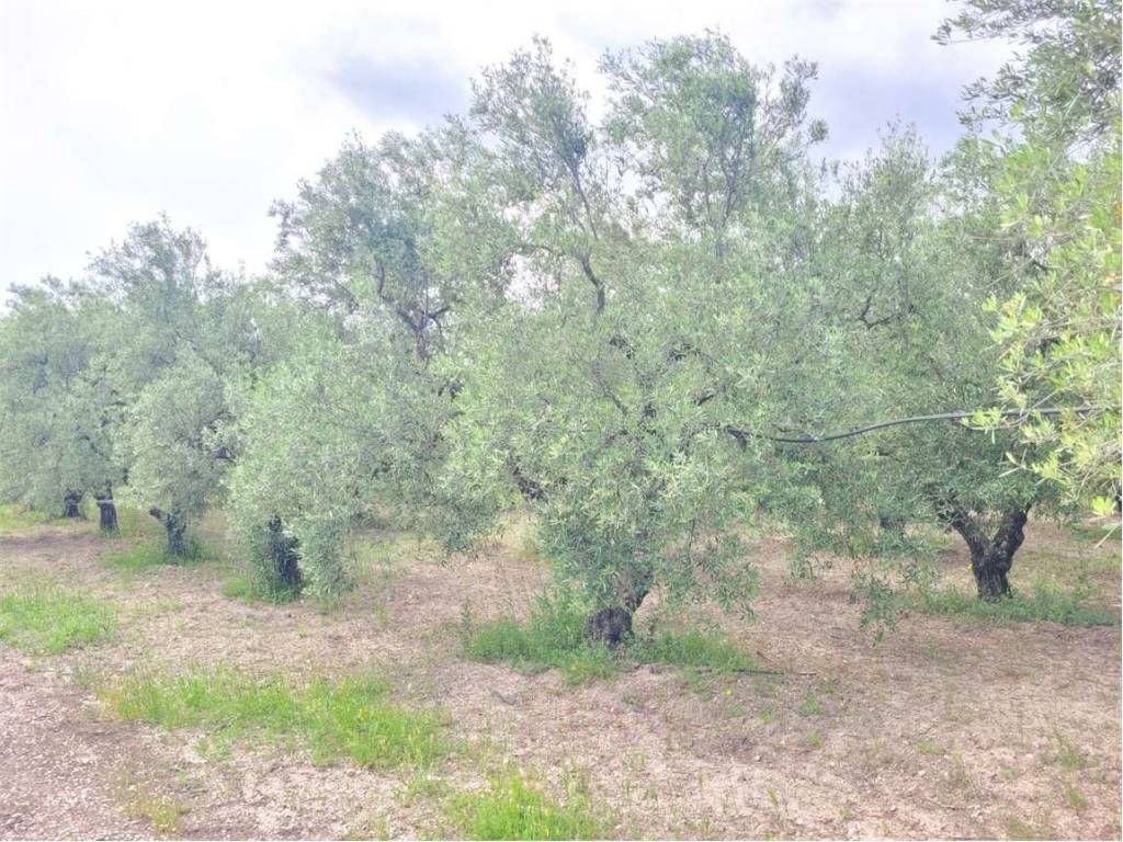 Villa a Cerignola in STRADA PROVINCIALE 96 - Foto 3