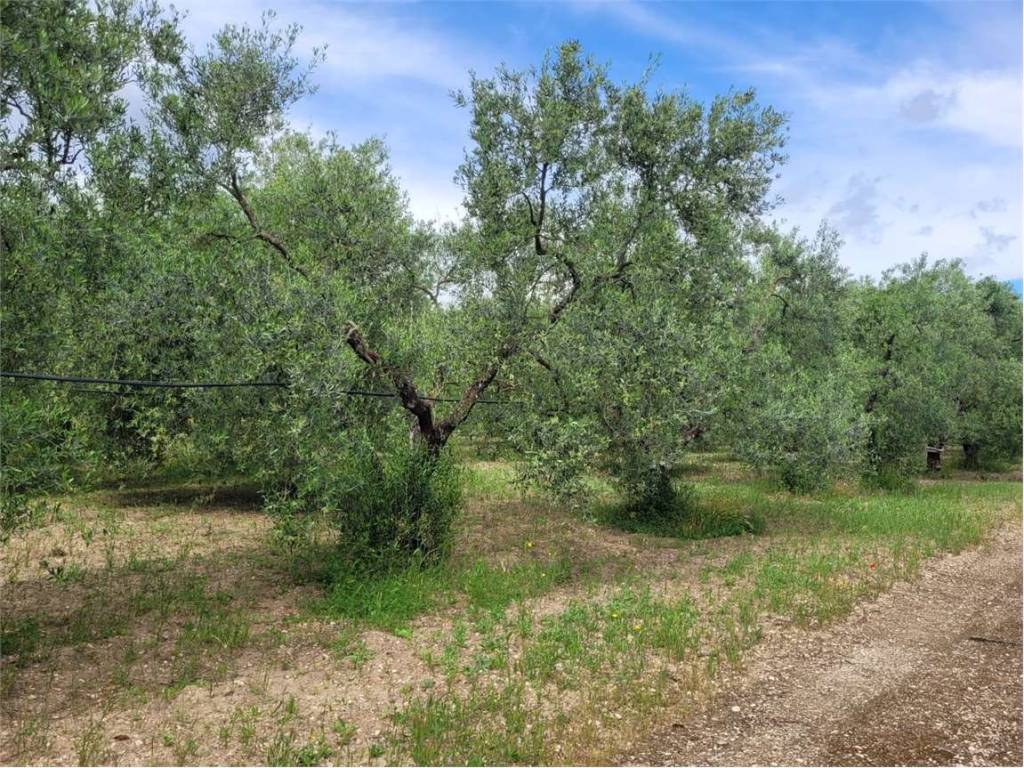 Villa a Cerignola in STRADA PROVINCIALE 96 - Foto 4