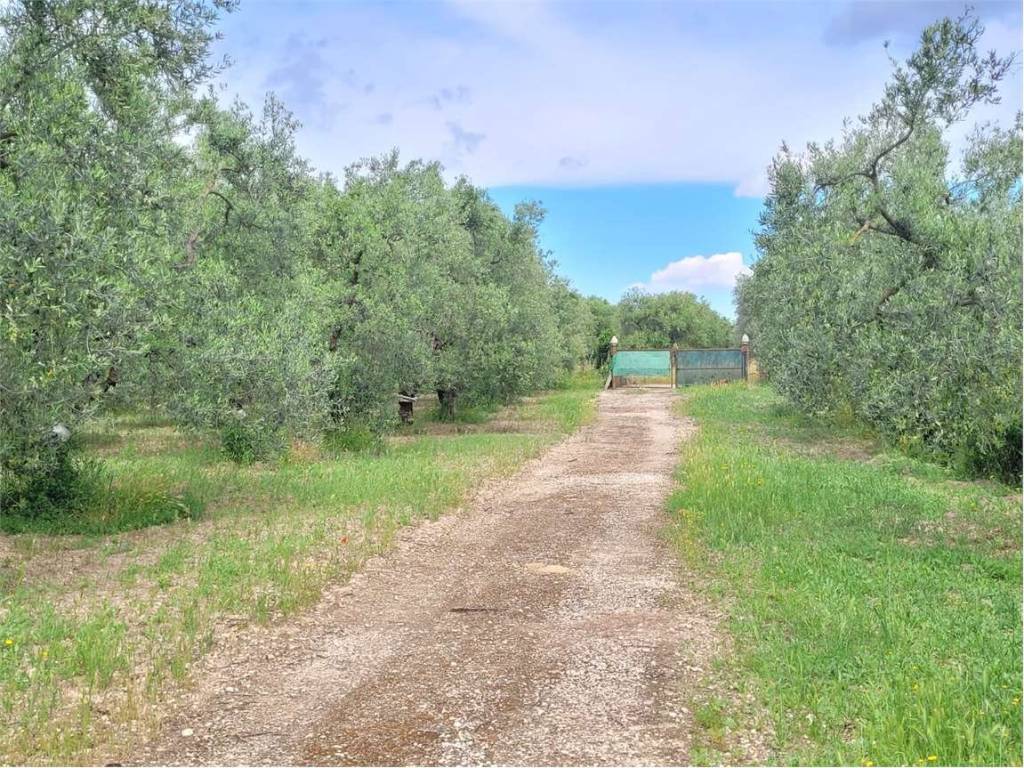 Villa a Cerignola in STRADA PROVINCIALE 96 - Foto 5
