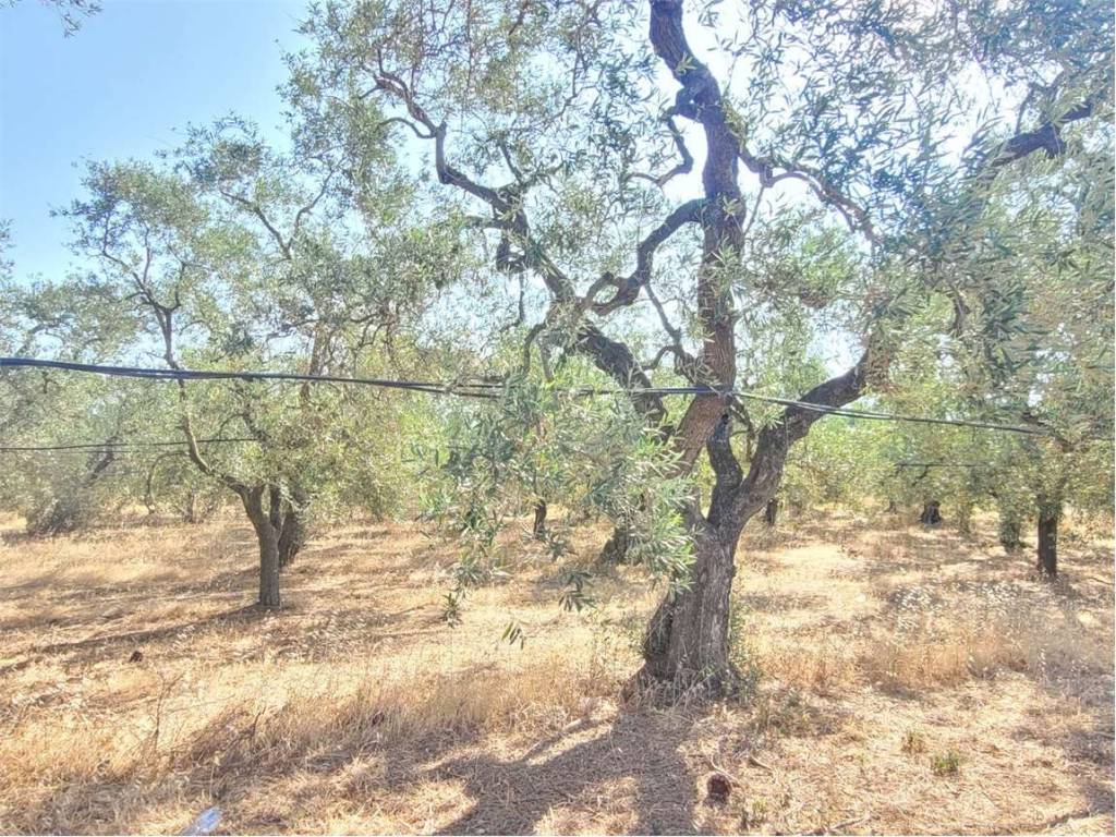 Terreno a Cerignola in S.P. 62 - Foto 2