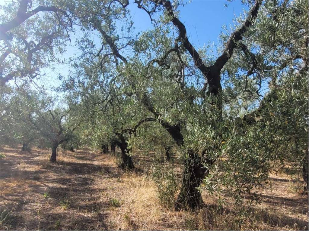 Terreno a Cerignola in S.P. 62 - Foto 3