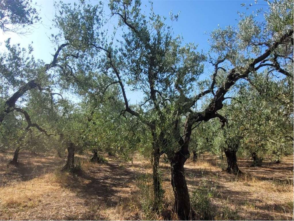 Terreno a Cerignola in S.P. 62 - Foto 4