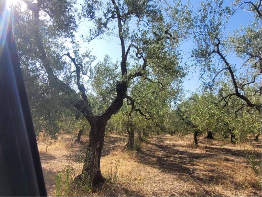 Terreno a Cerignola in S.P. 62 - Foto 5