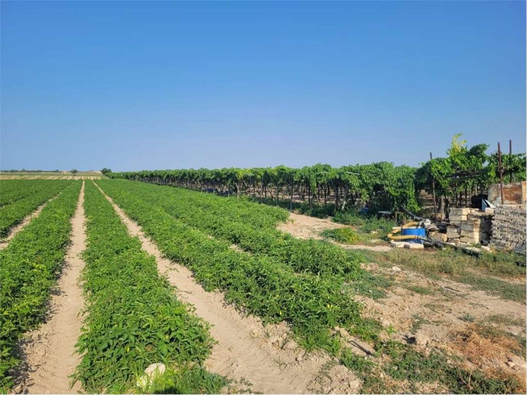 Terreno a Cerignola in STRADA STATALE 544 - Foto 3