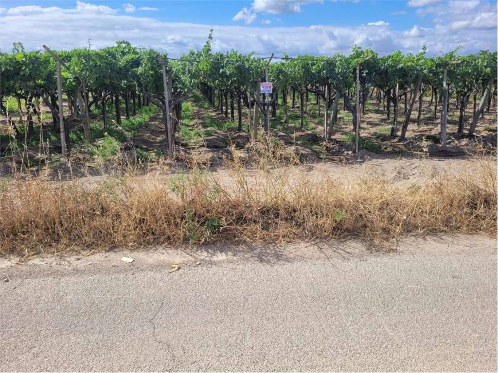 Terreno a Cerignola in STRADA COMUNALE VECCHIA BARLETTA - Foto 3