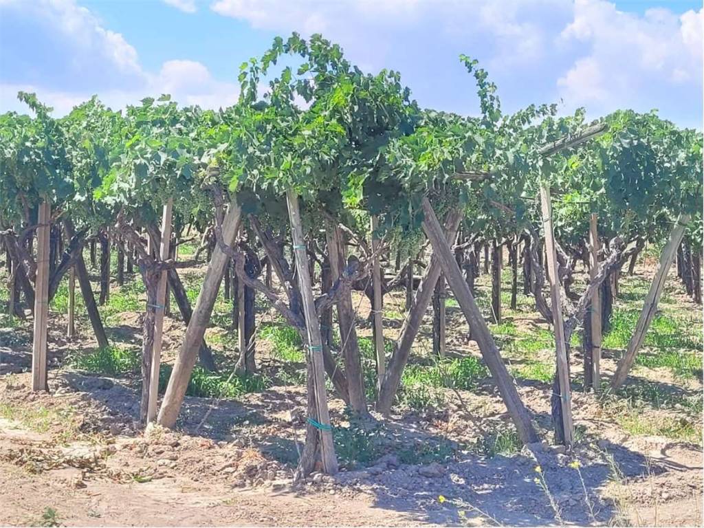 Terreno a Cerignola in STRADA COMUNALE VECCHIA BARLETTA - Foto 4