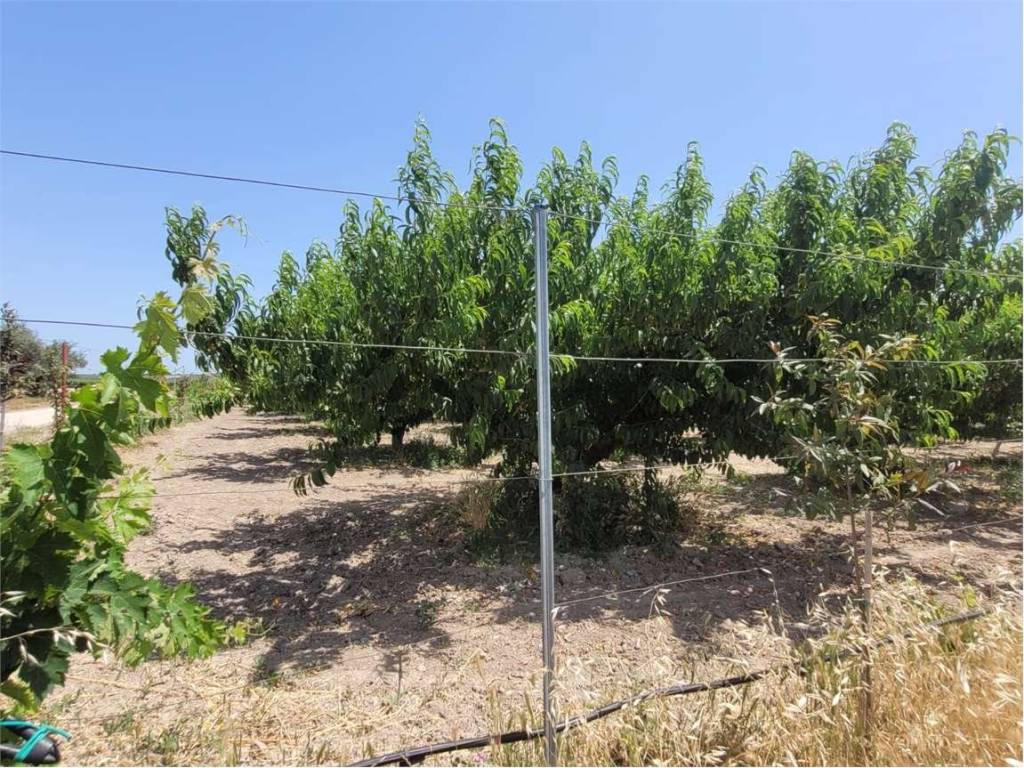 Terreno a Cerignola in VIA SAN SEVERO - Foto 2