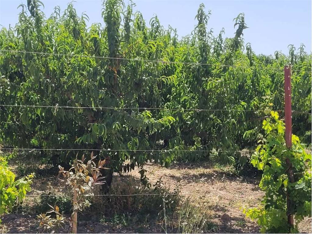 Terreno a Cerignola in VIA SAN SEVERO - Foto 3