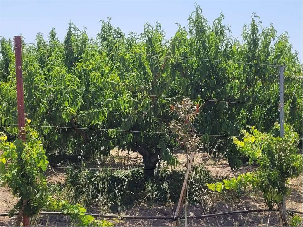 Terreno a Cerignola in VIA SAN SEVERO - Foto 4