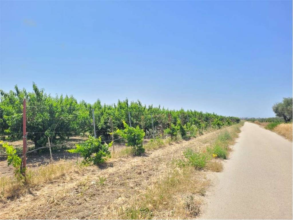 Terreno a Cerignola in VIA SAN SEVERO - Foto 5