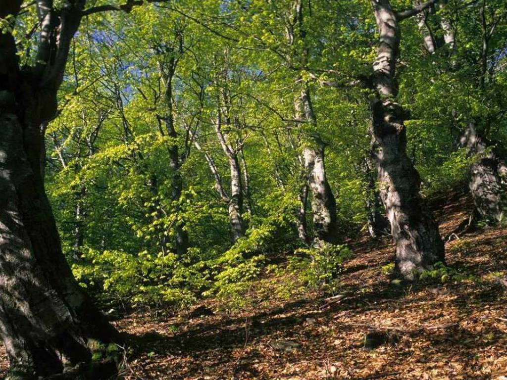 Terreno a Cermenate in via giuseppe negrini - Foto 2