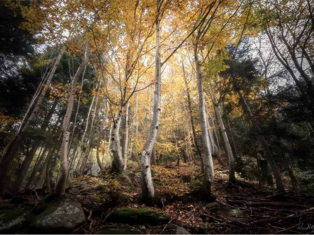 Terreno a Cermenate in via giuseppe negrini - Foto 3