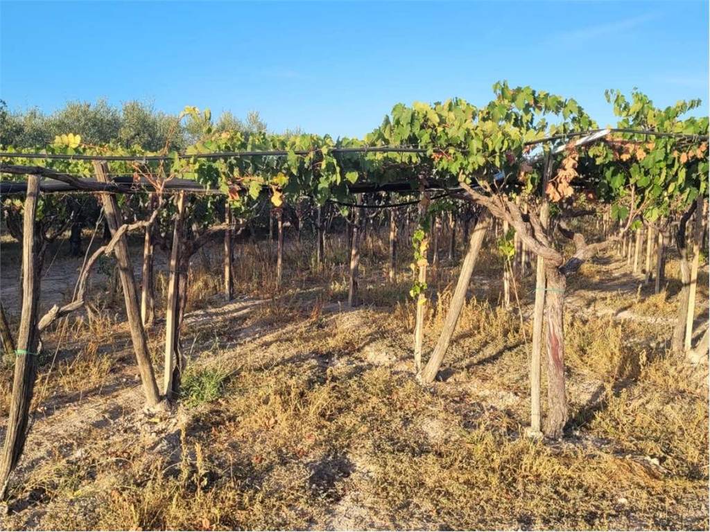 Terreno a Cerignola in VIA TEANO - Foto 3