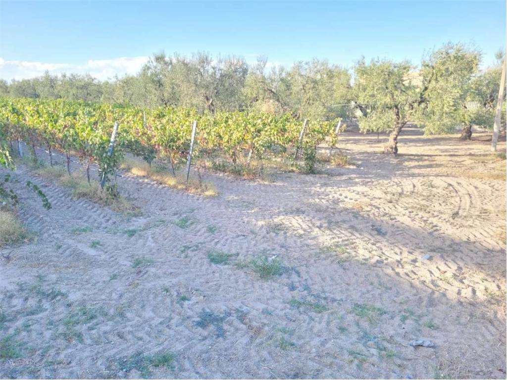 Terreno a Cerignola in CONTRADA QUARTO - Foto 4