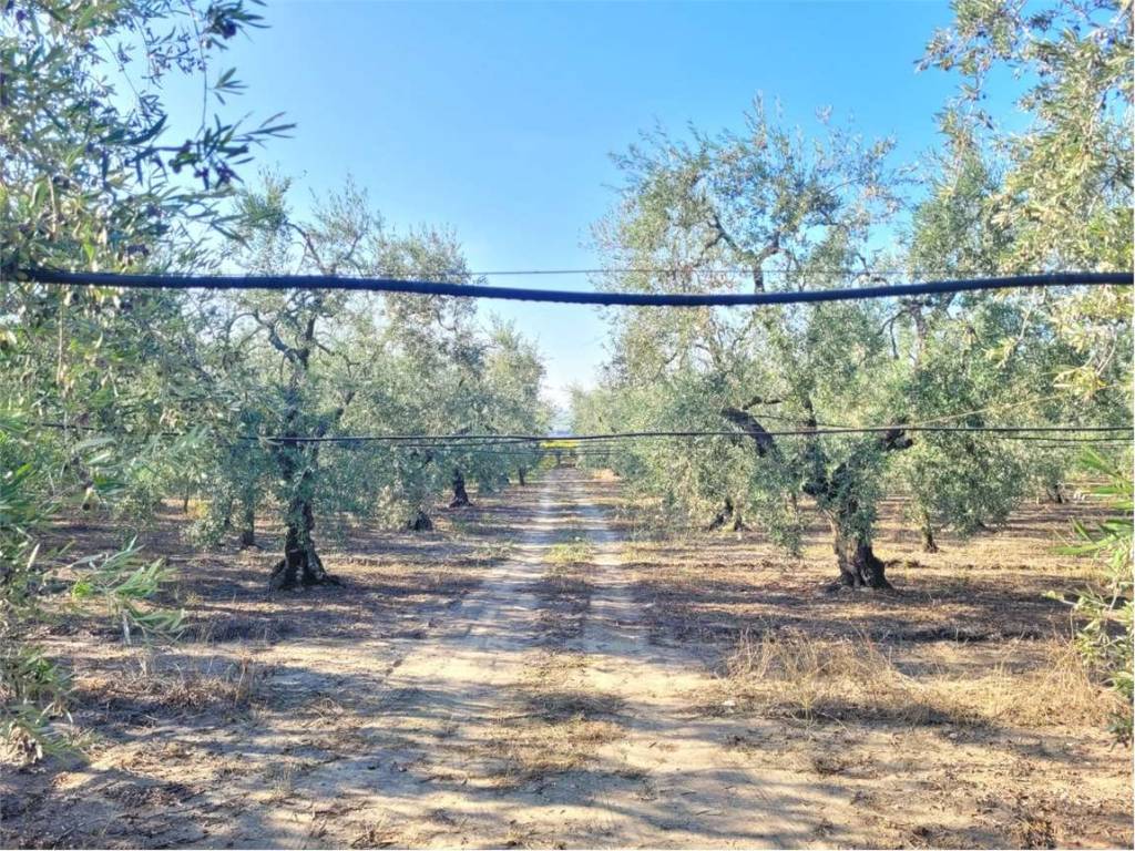 Terreno a Cerignola in SP 96 - Foto 2