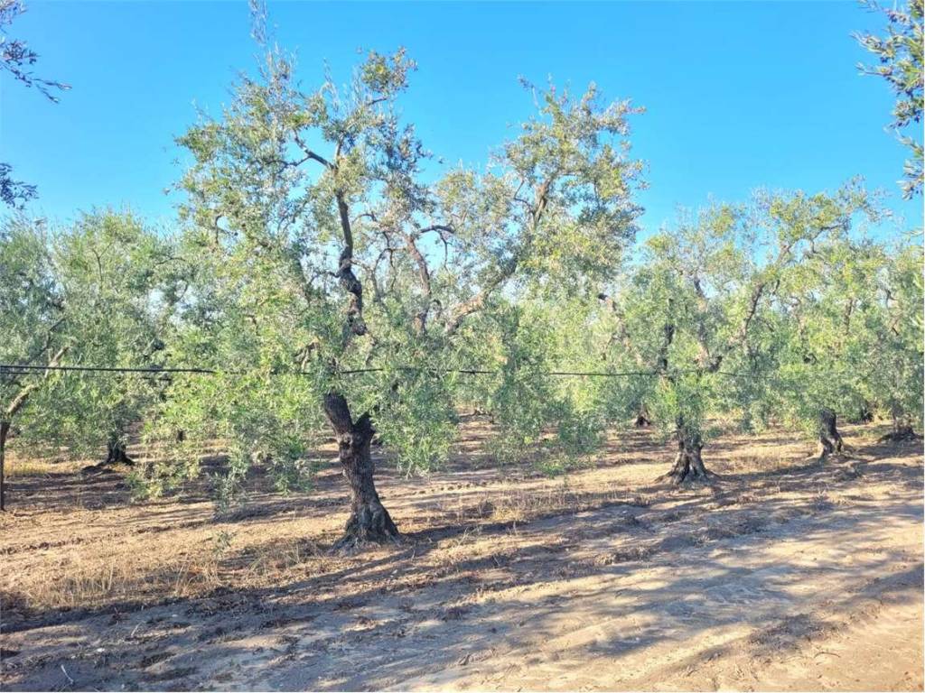 Terreno a Cerignola in SP 96 - Foto 3