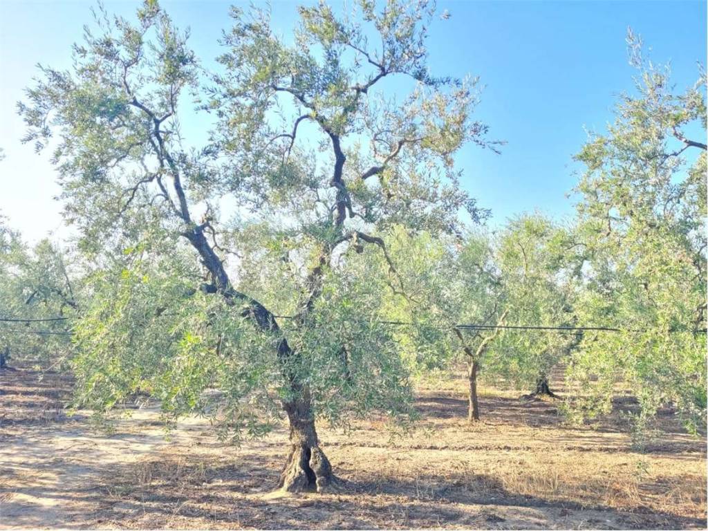 Terreno a Cerignola in SP 96 - Foto 4