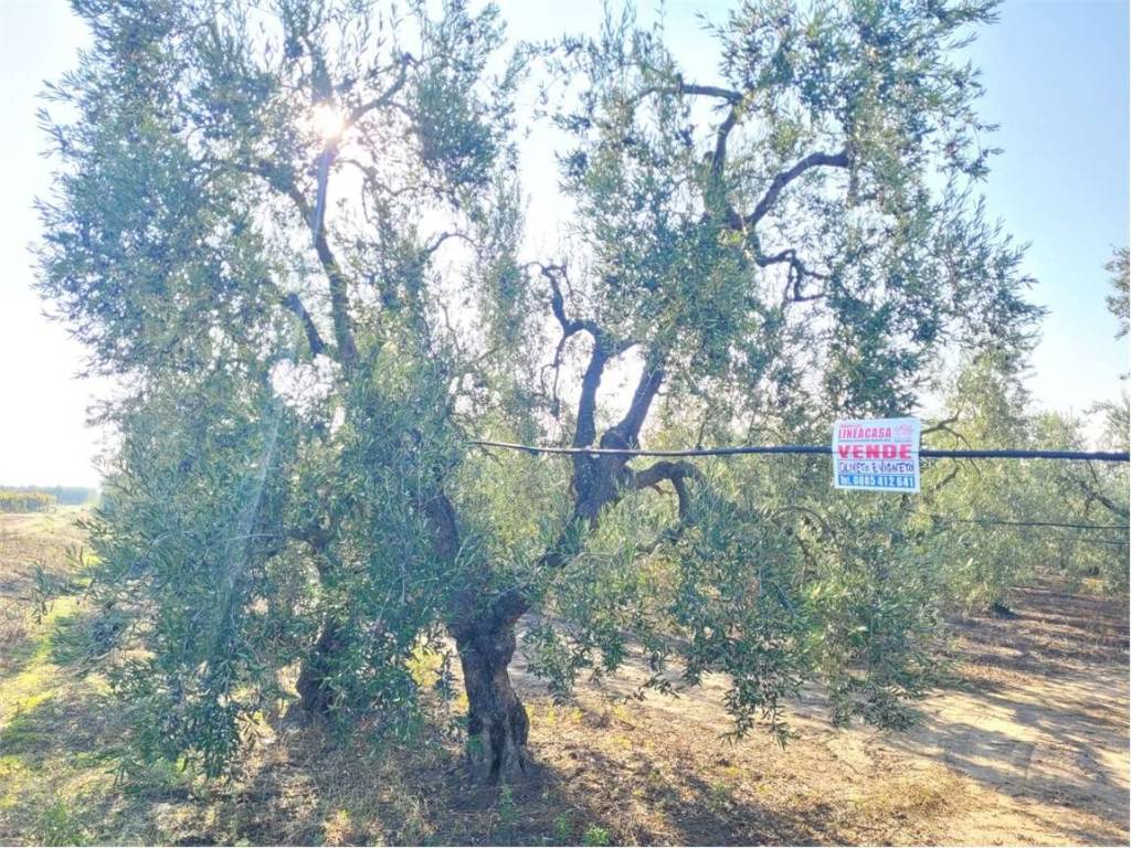 Terreno a Cerignola in SP 96 - Foto 5