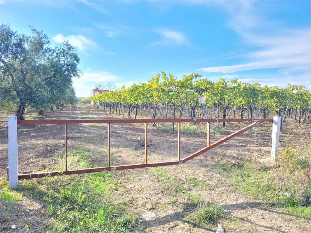 Terreno a Cerignola in STRADA COMUNALE VECCHIA BARLETTA - Foto 4