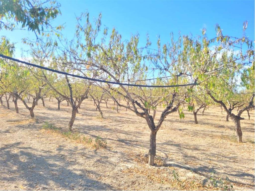 Terreno a Cerignola in SP 96 - Foto 3