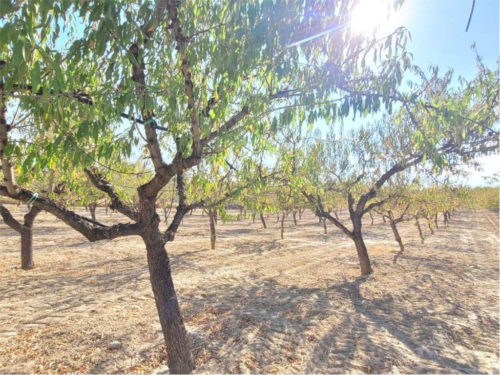 Terreno a Cerignola in SP 96 - Foto 4