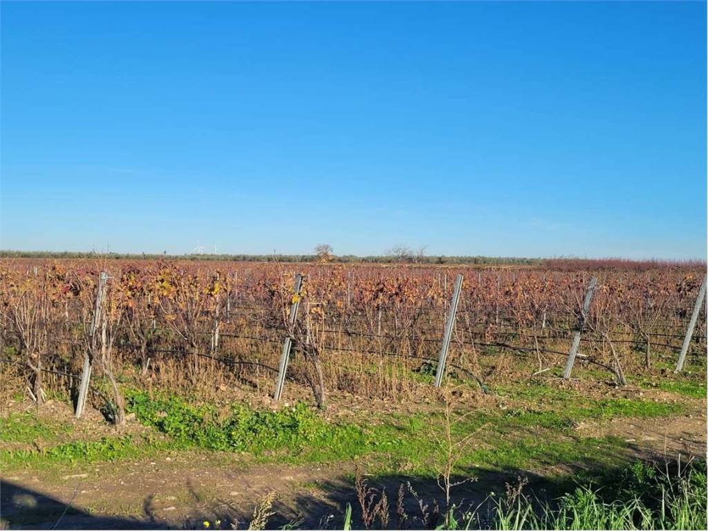 Terreno a Cerignola in SP 68 - Foto 2