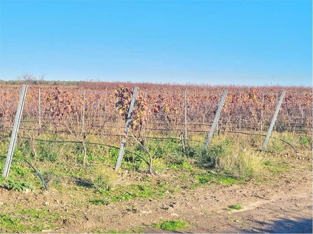 Terreno a Cerignola in SP 68 - Foto 4