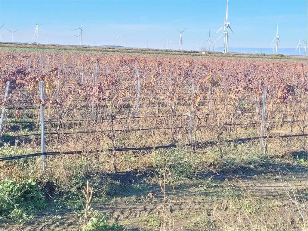 Terreno a Cerignola in SP 68 - Foto 5