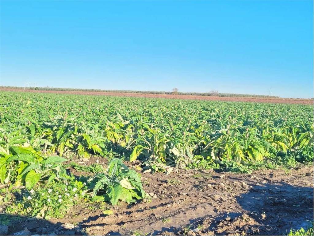 Terreno a Cerignola in SP 68 - Foto 2
