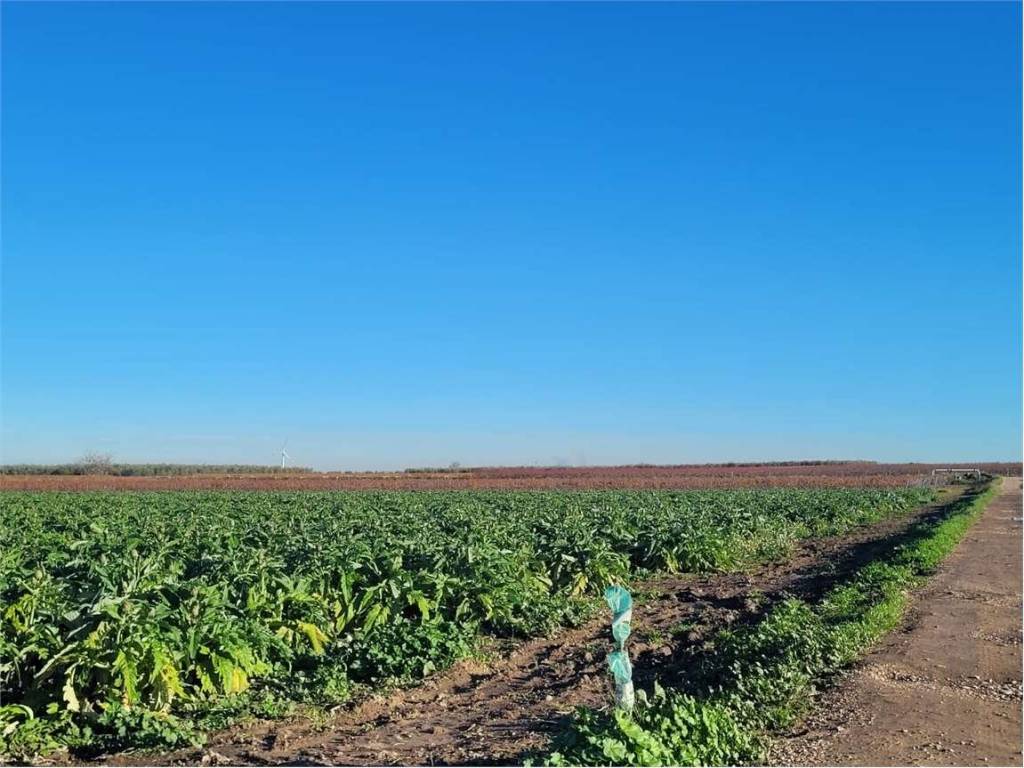 Terreno a Cerignola in SP 68 - Foto 3